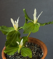 Trillium angustipetalum